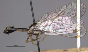 Media type: image;   Entomology 11281 Aspect: habitus lateral view